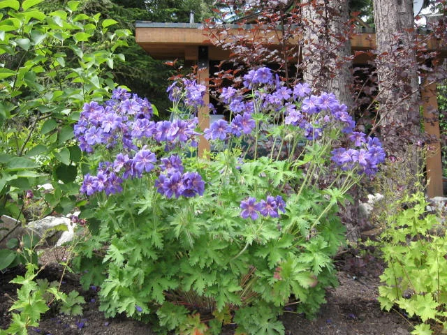 Geranium (cranesbill)