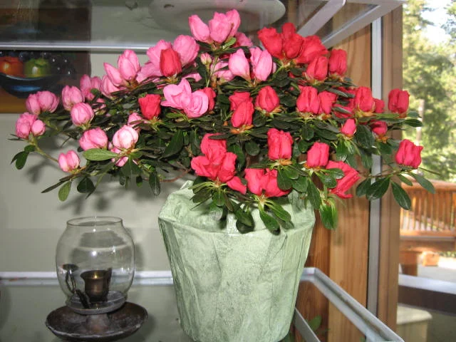 Azalea