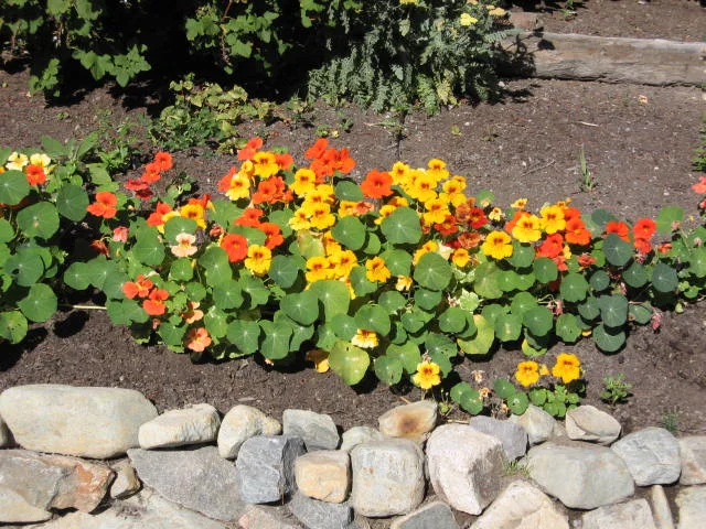 Nasturtiums