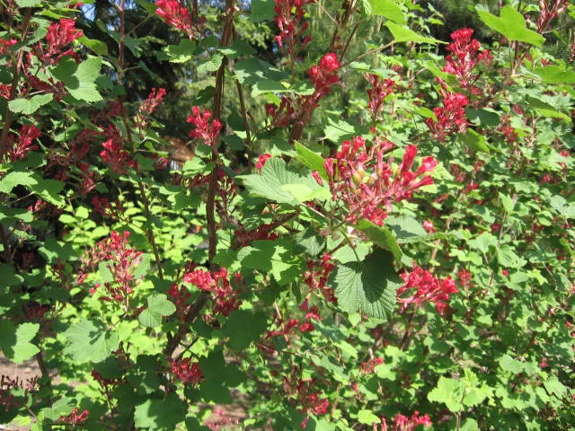 Red Flowering Currant