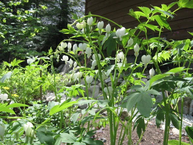 Bleeding hearts too