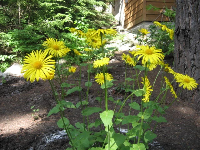 Doronicum