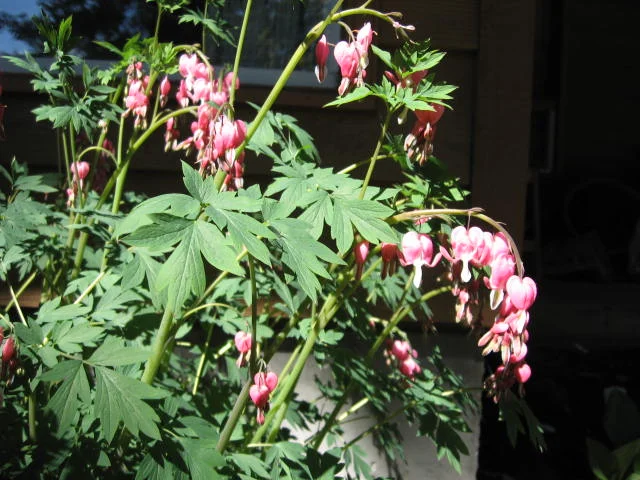 More bleeding hearts
