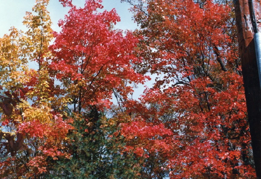 fimg_0016.jpg