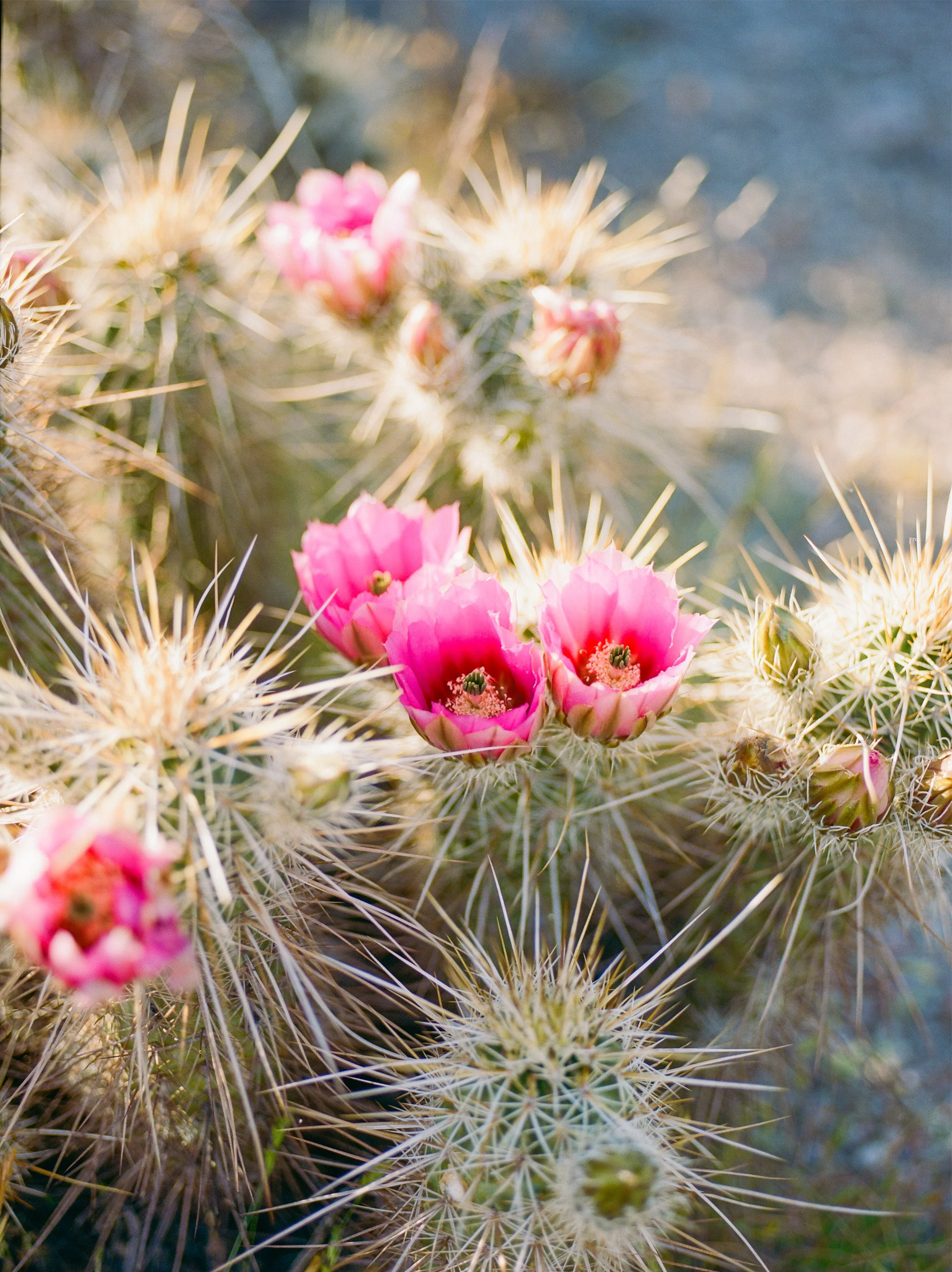 jenniferhubbellphoto-cactus-1.jpg