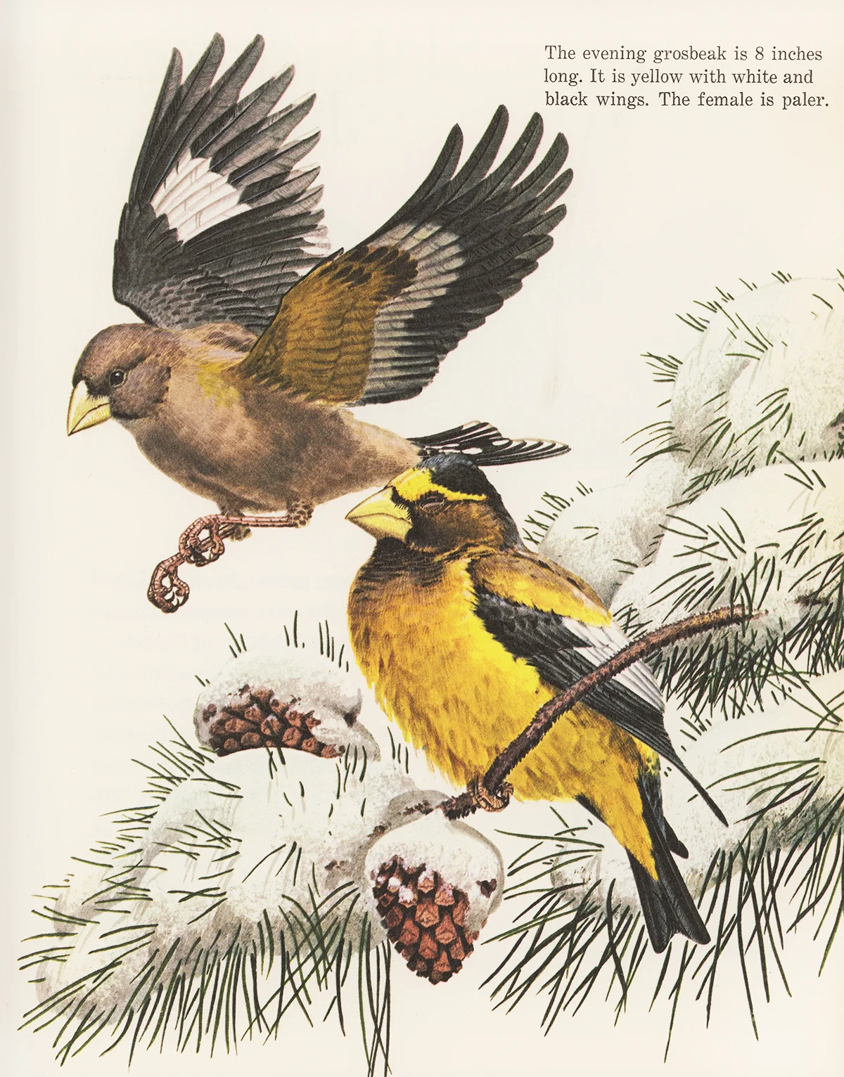 scan234.jpg