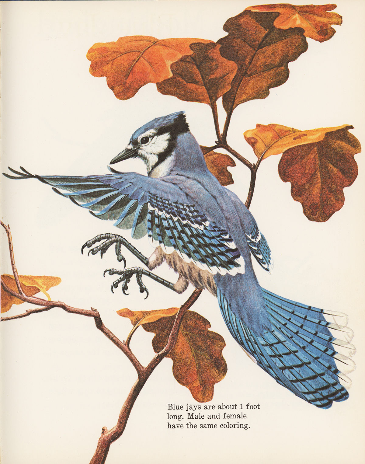 Another Egyptian Perspective bird here — in this example the foreshortening of the nearest wing and the tail are well-executed and it’s now the legs that get pulled into distorted, confusing perspective.