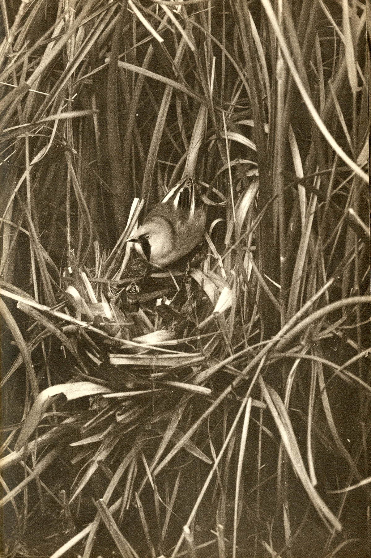 Zoom in on the nestlings to see their unique mouth markings.
