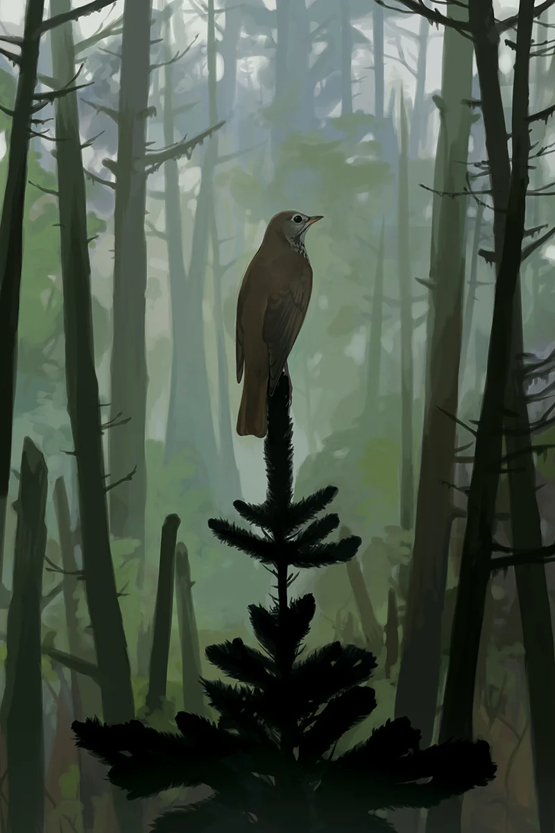 thrush_B_web.jpg