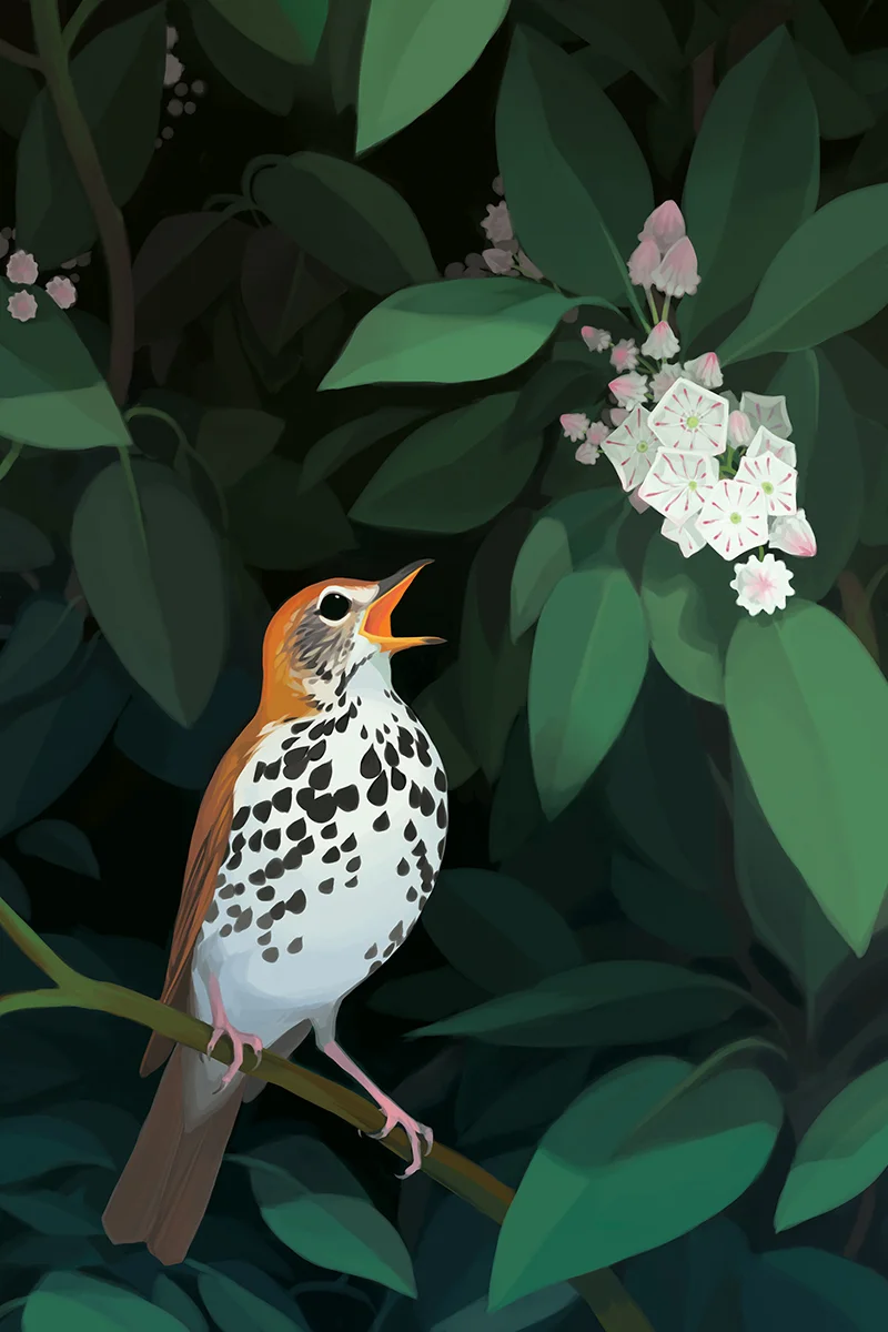 thrush_W_web.jpg