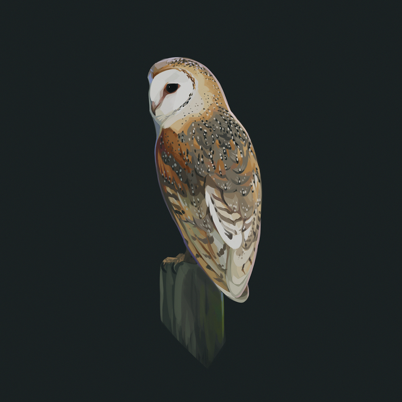 barnowl_IG.png