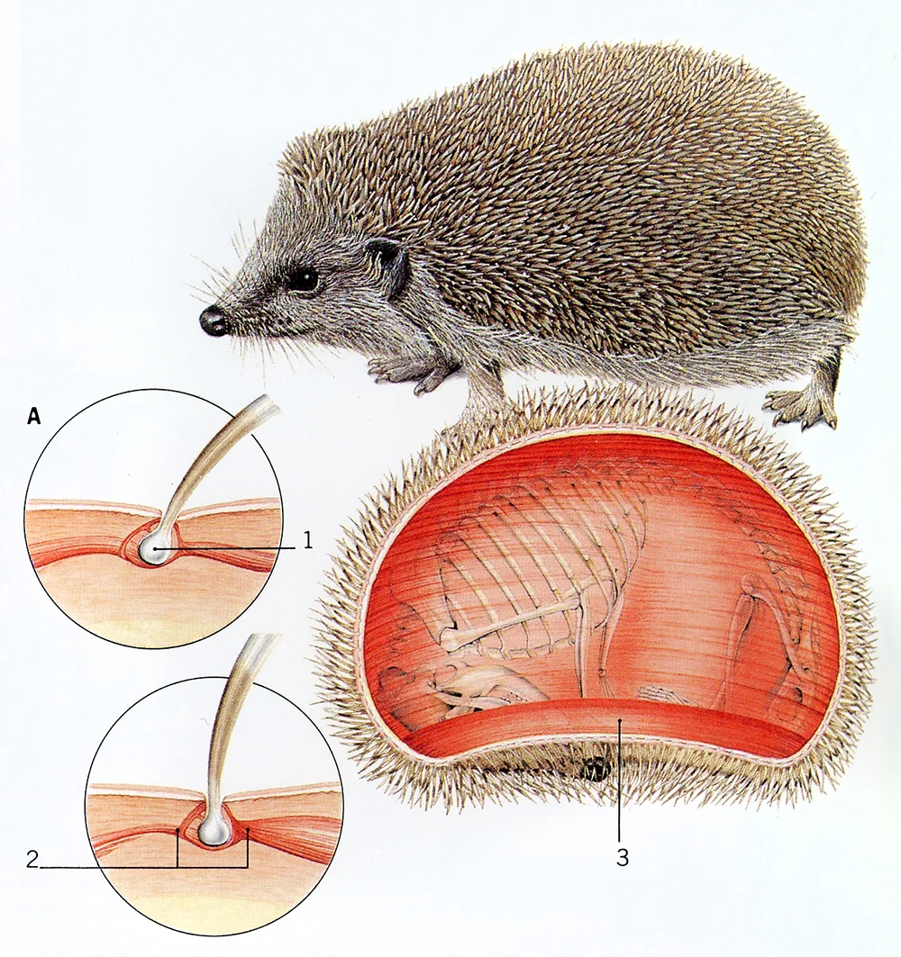 anatomy2.jpg