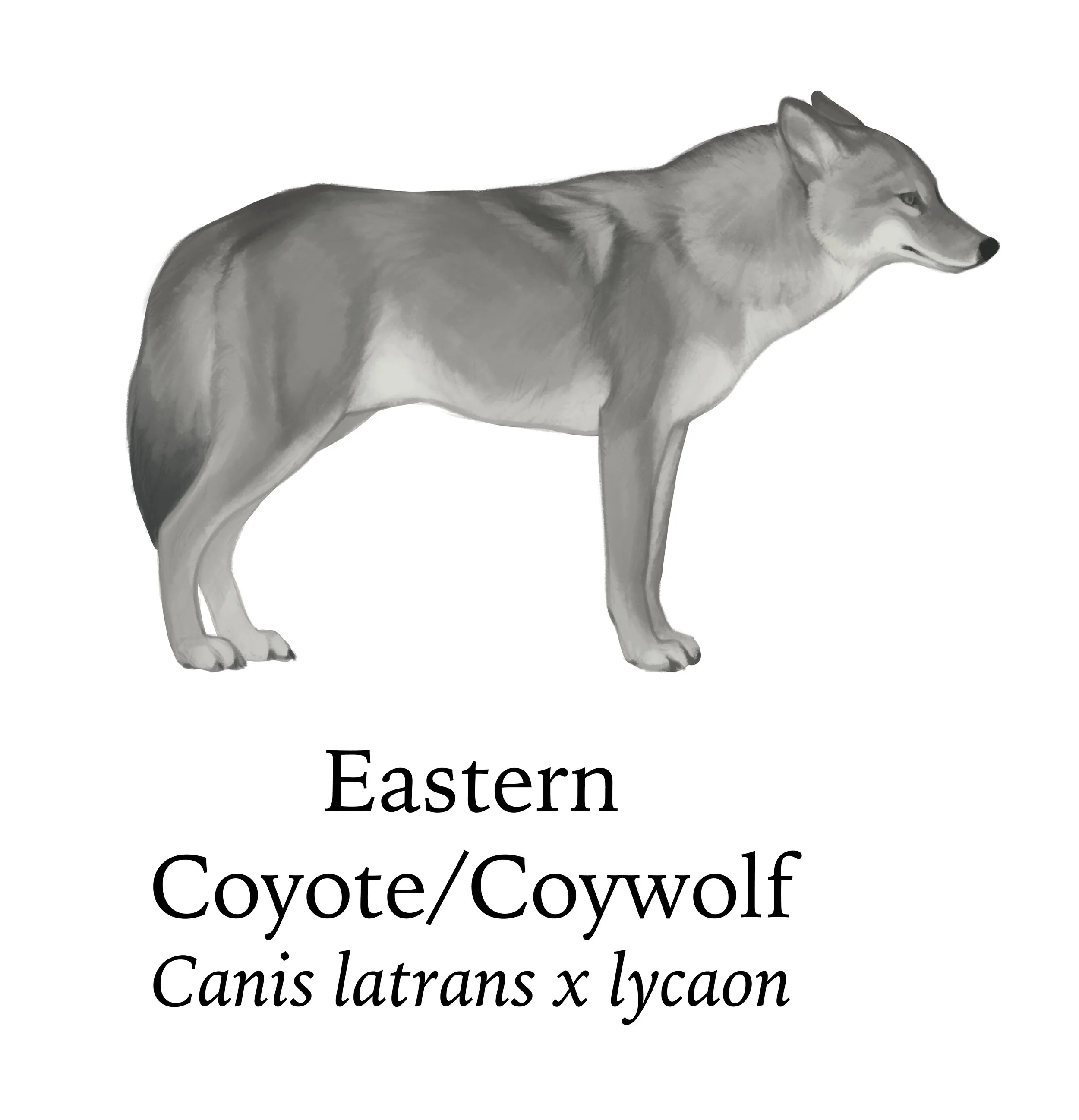 Crop_easterncoy.jpg