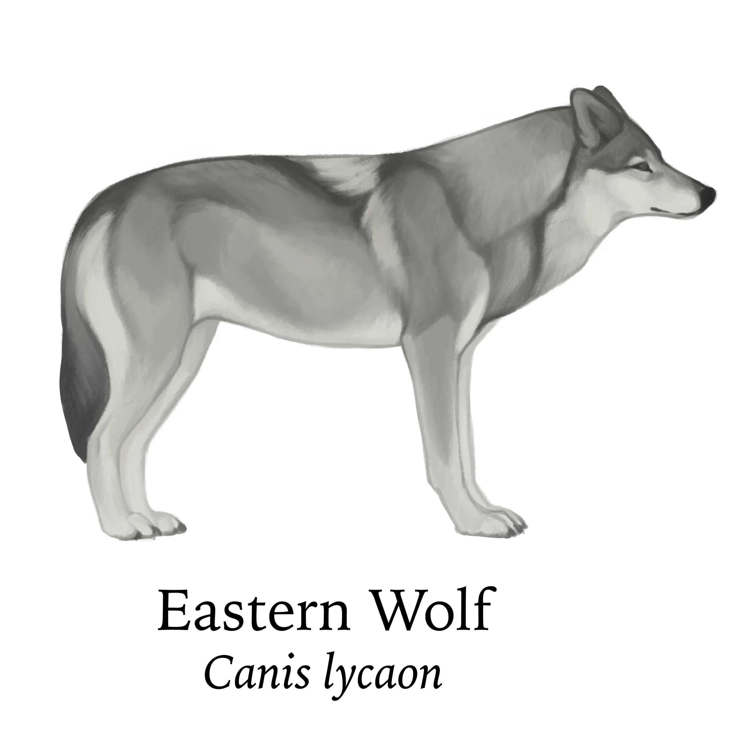 Crop_easternwolf.jpg