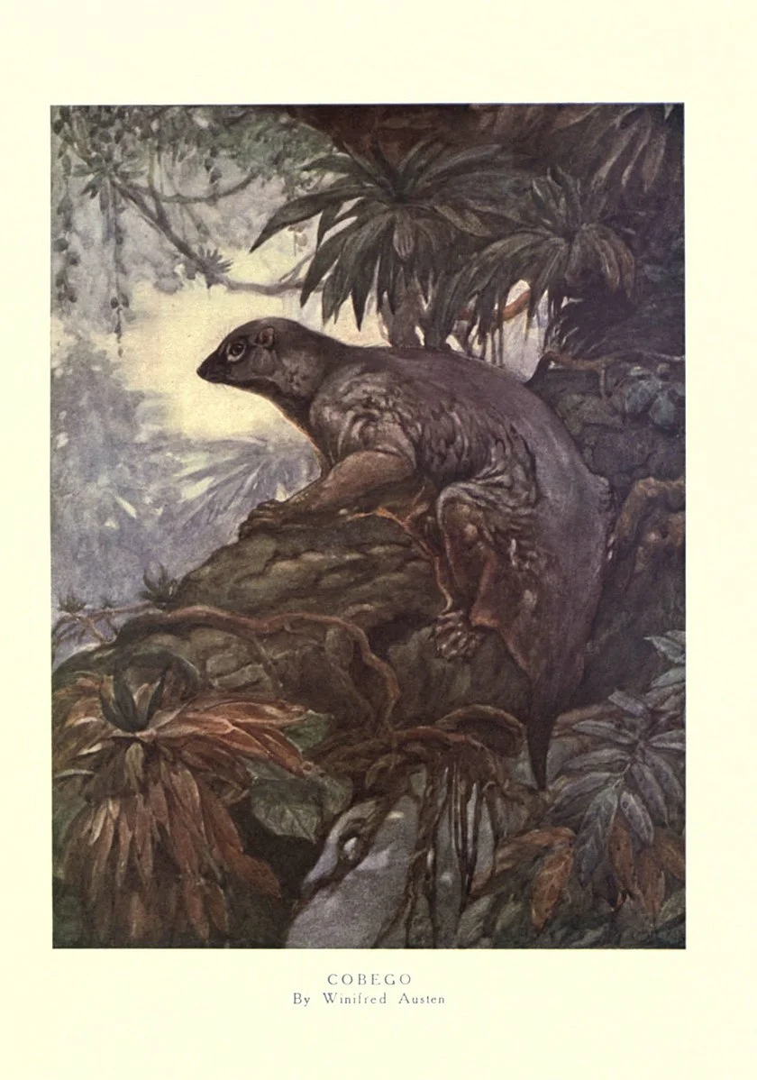 840px-The_wild_beasts_of_the_world_(Pl._44)_(6505654617).jpg