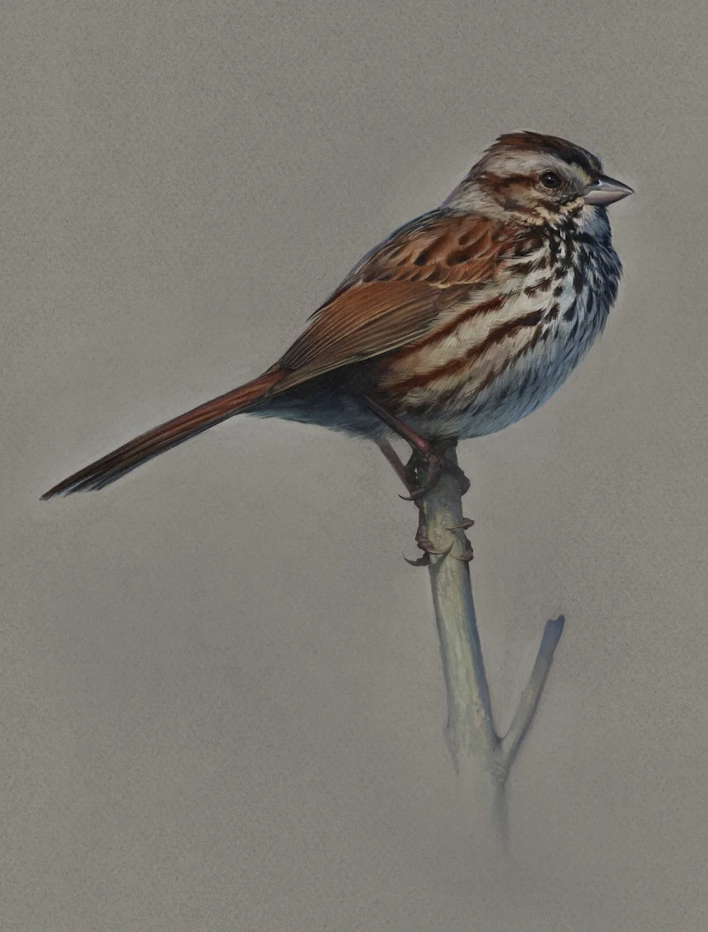 songsparrow-copy.jpeg