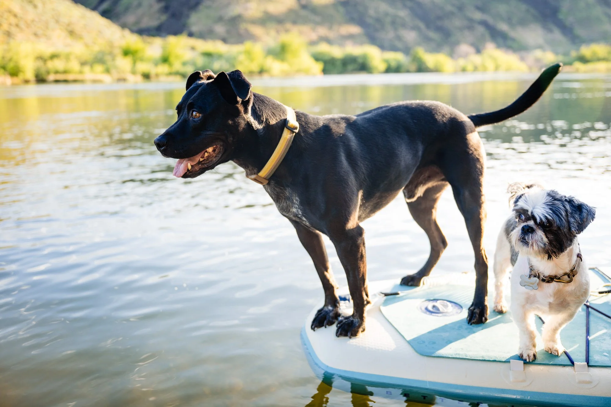 two dogs sit on a paddleboard during an engagement session