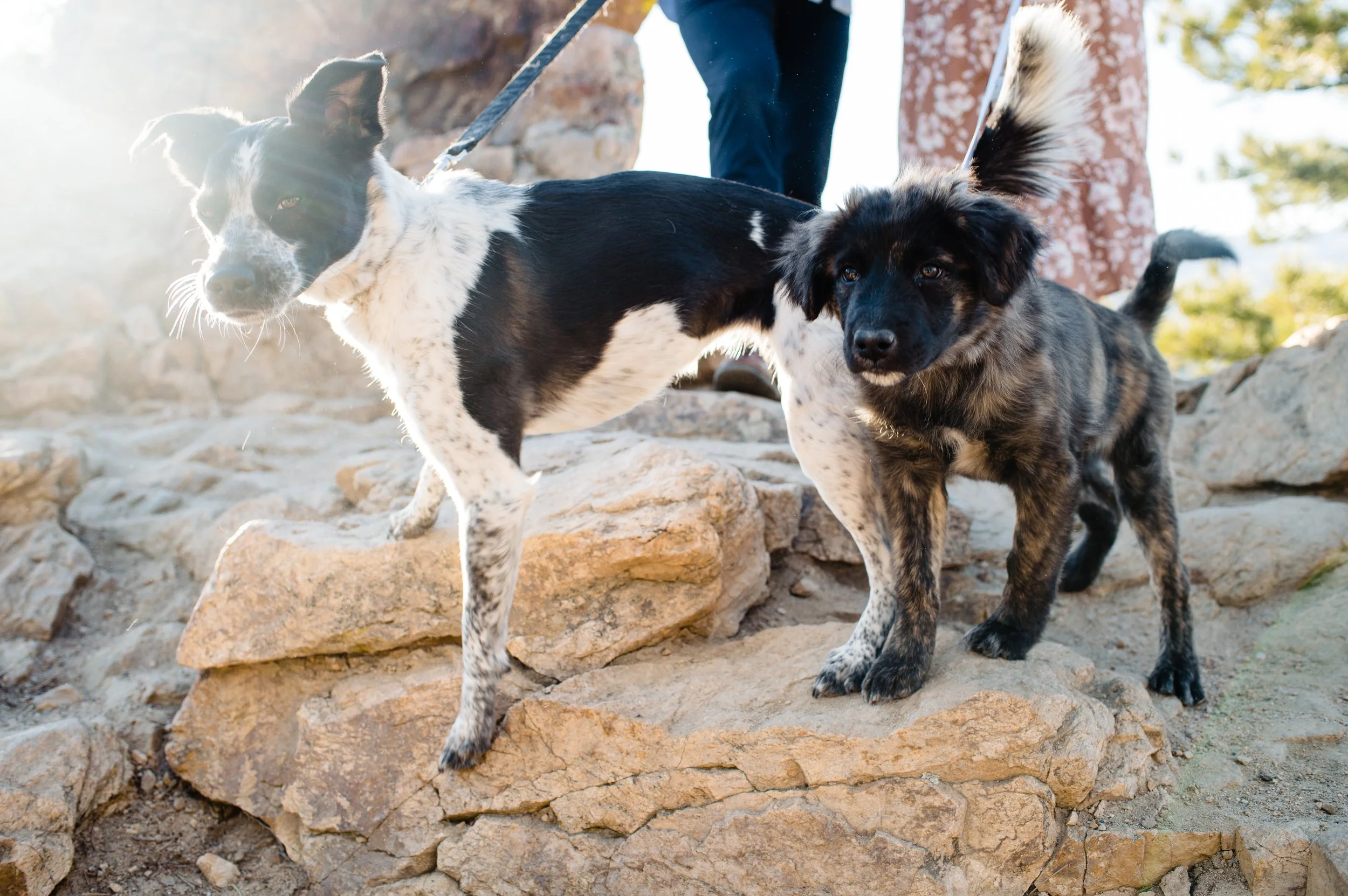 Two dogs on leashes at Lost Gulch Overlook in Boulder, CO