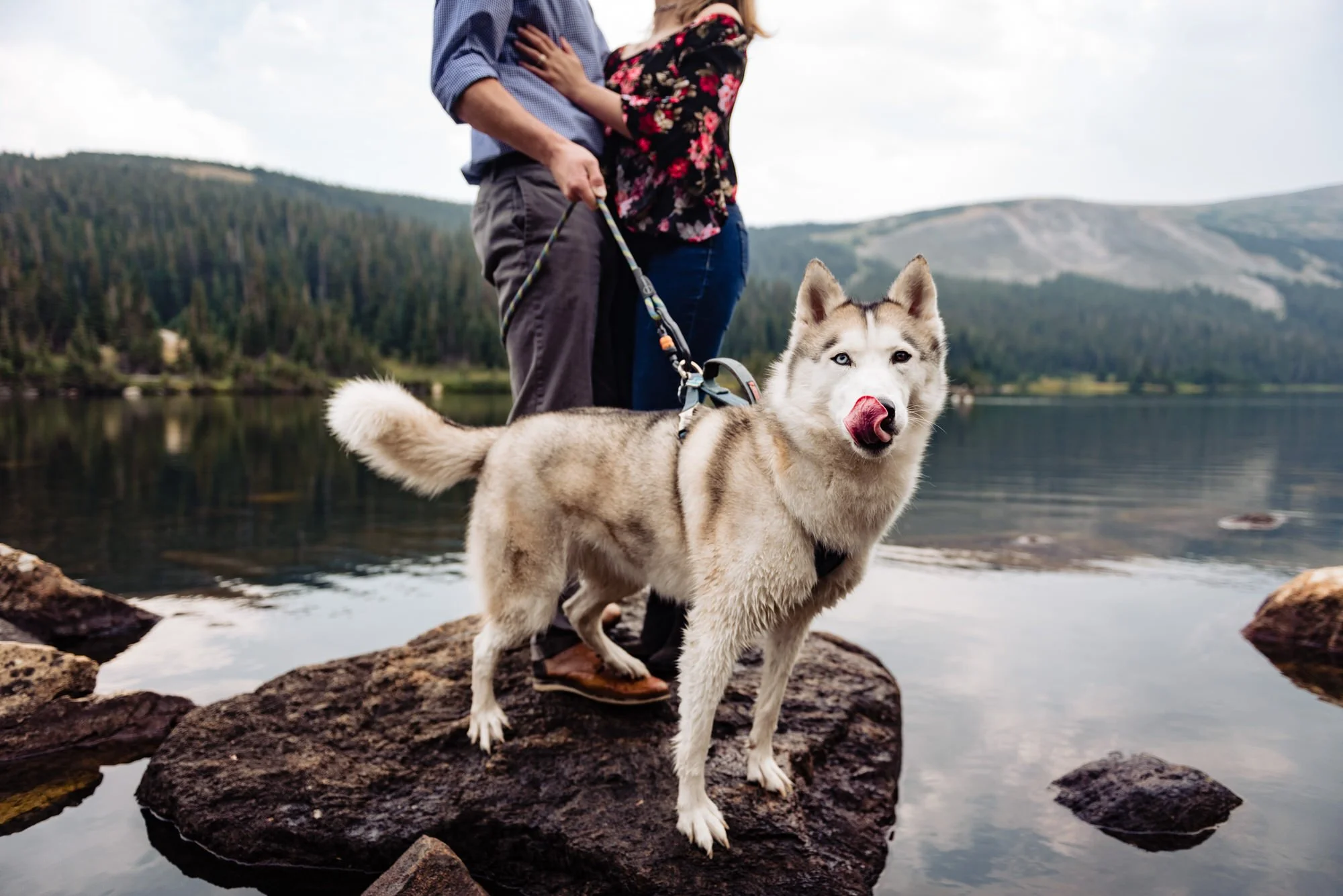 a dog poses during a colorado engagement session