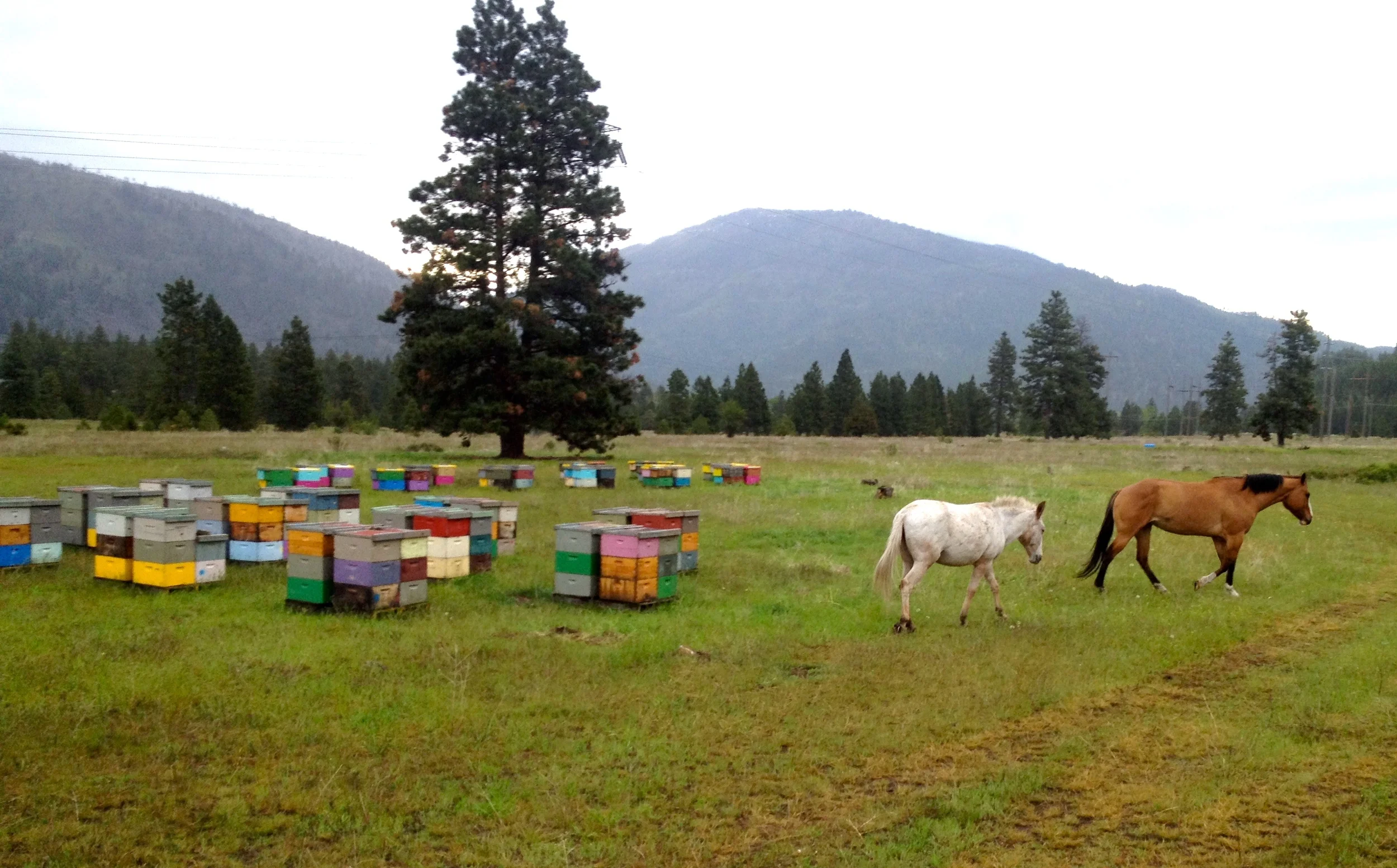 Hives & Horses
