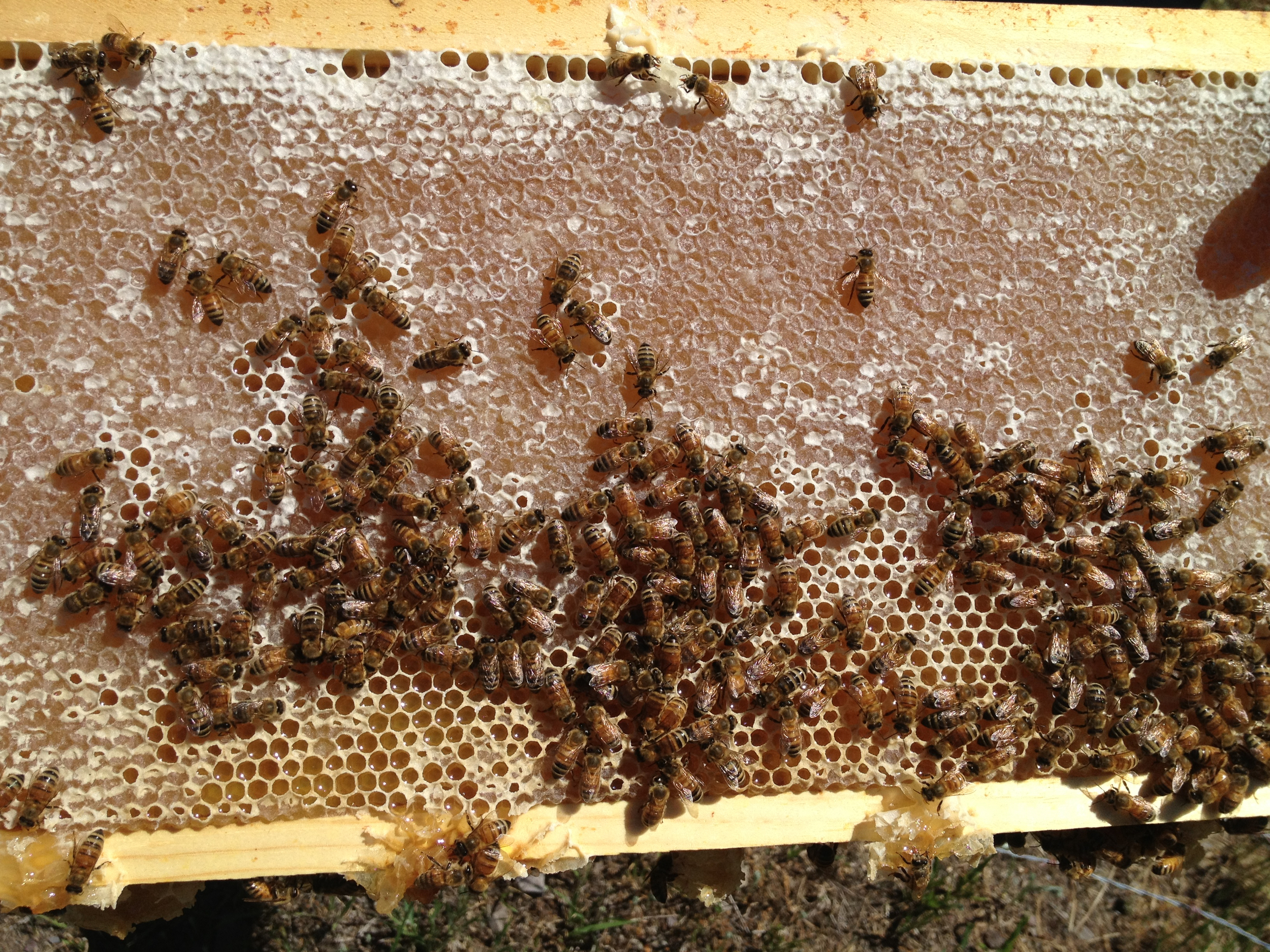 Busy Bees