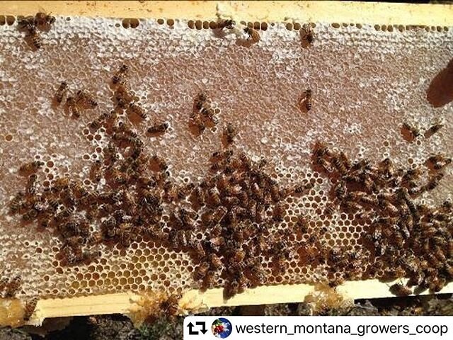 #repost @western_montana_growers_coop
・・・
We&rsquo;re thrilled to announce we&rsquo;ll be offering @wustnerbroshoney in our CSA this summer! 🌞CSA members will be able to add a weekly delivery of honey to your veggie share, or purchase honey products