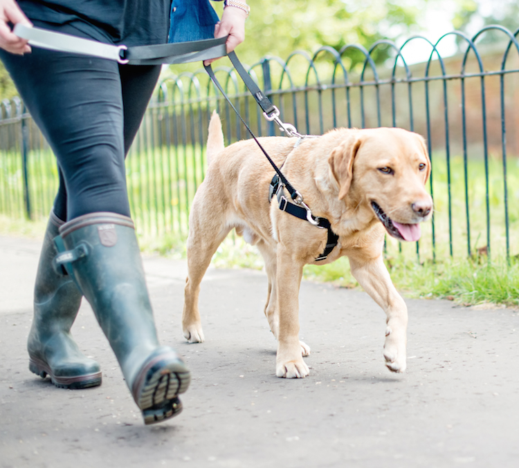 A two-point attachment leash system.