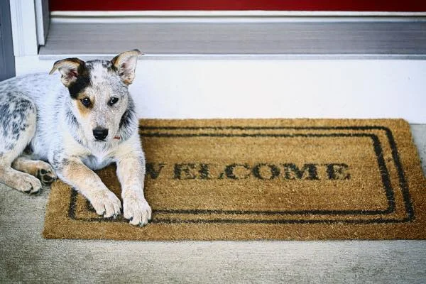 4 Consejos para Vender Casas con Mascotas