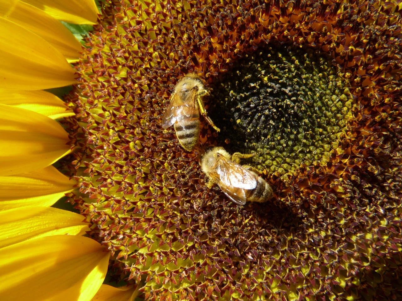 Bees on sunflower P1090246.jpeg
