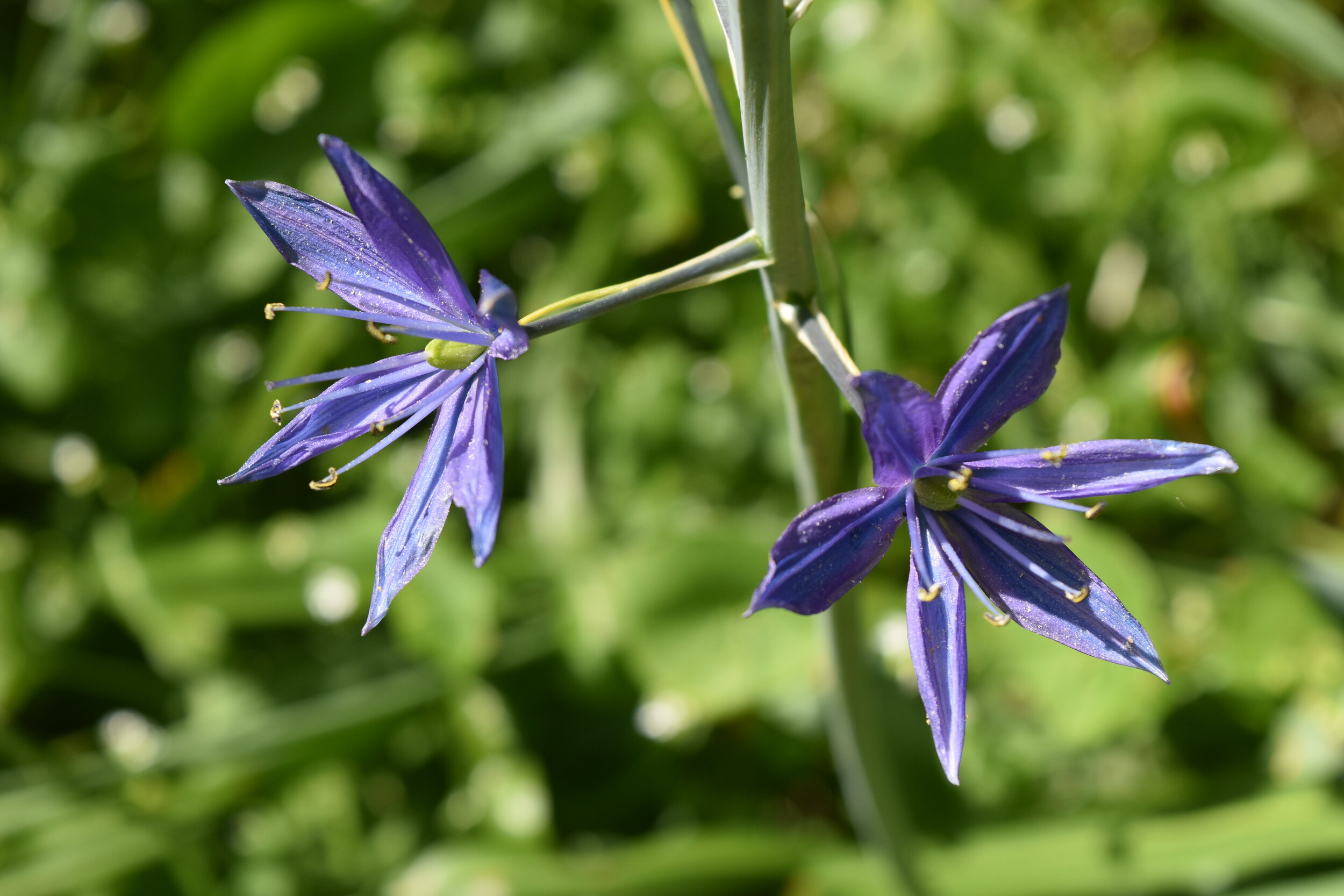 Merrie-Ellen Wilcox - CNJunck_0918.JPG