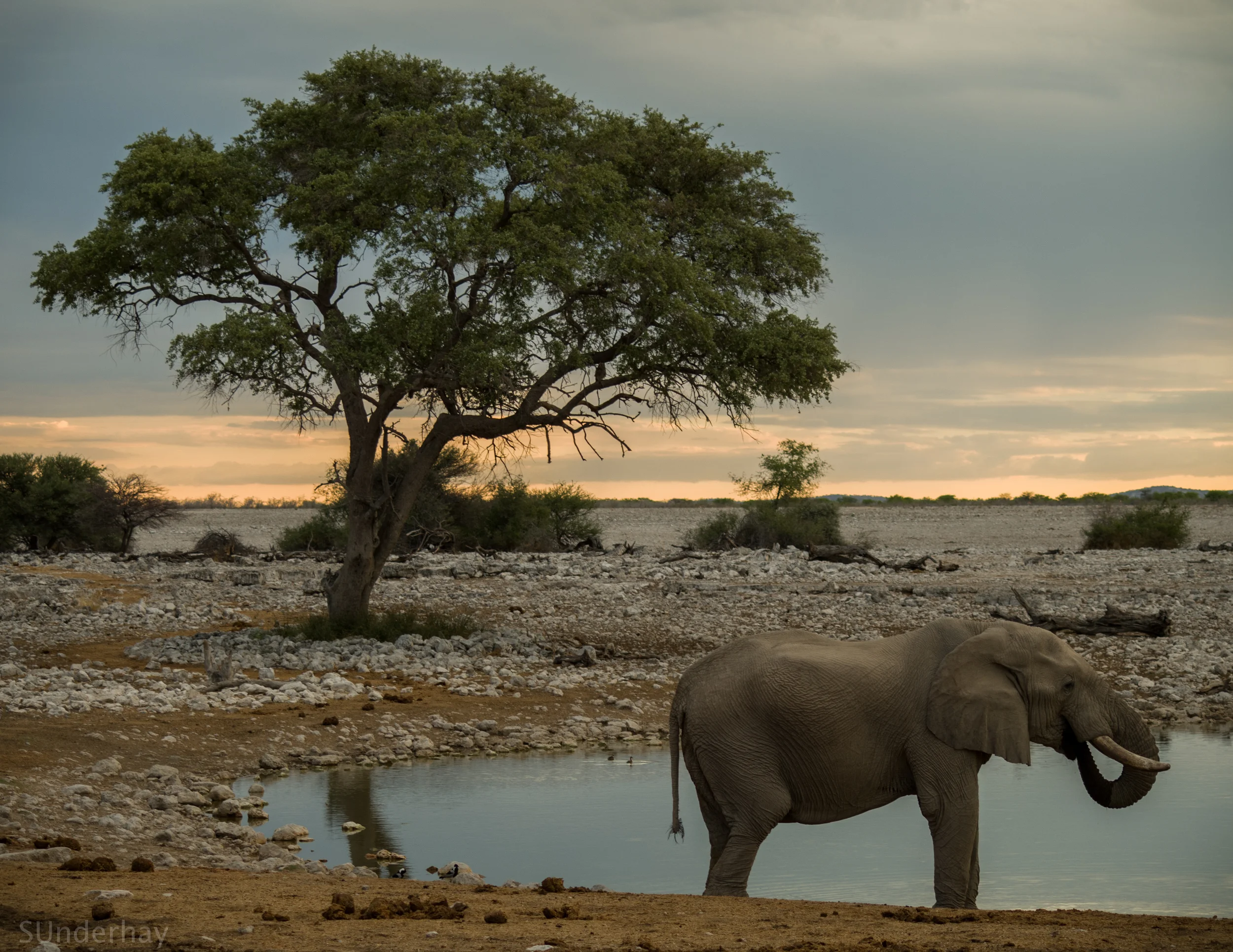 A Journey Through Africa Part II: Adventures Through Botswana