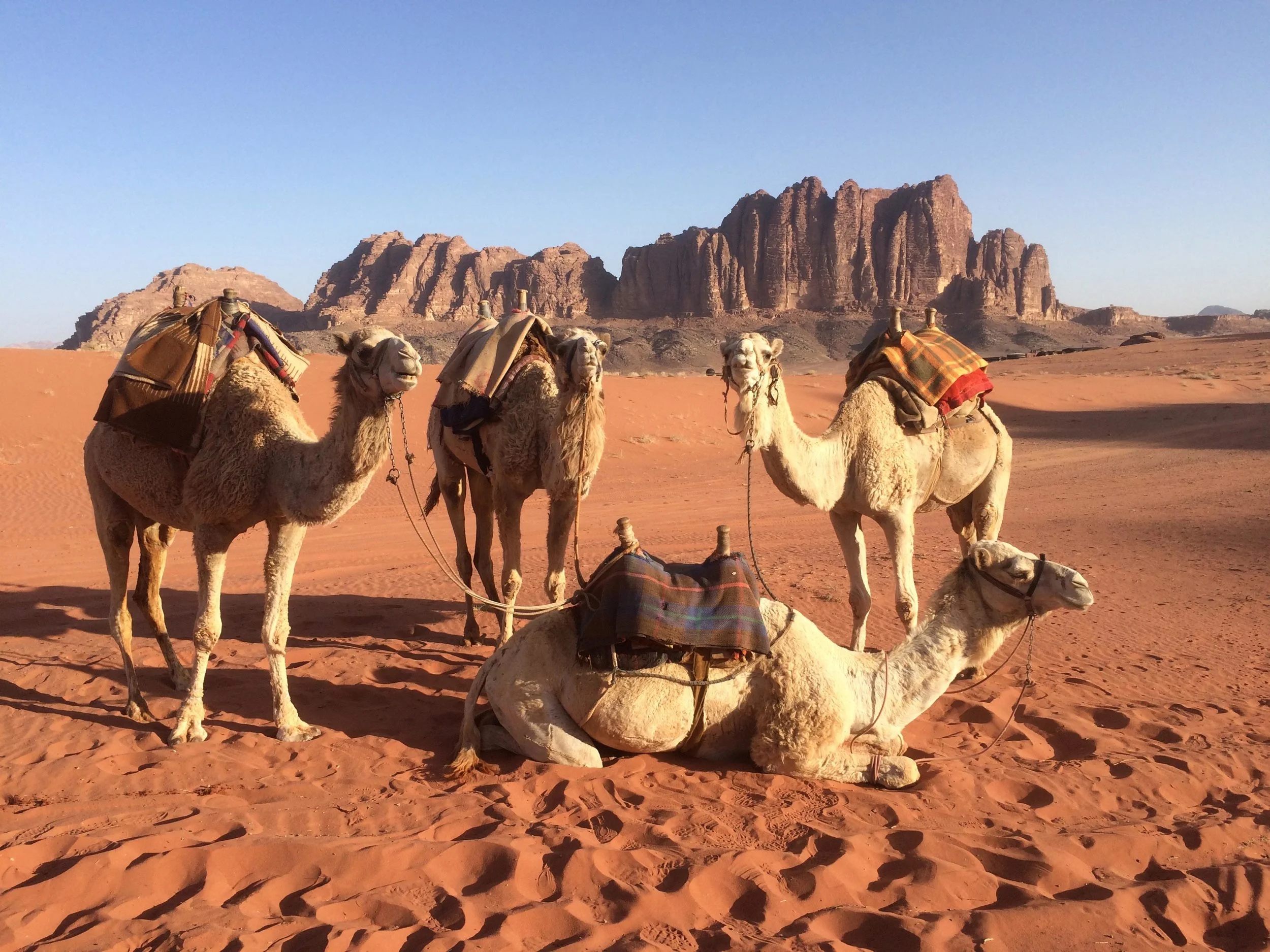 Jordan's Desert Bedouin: Beautiful Lands, Beautiful People