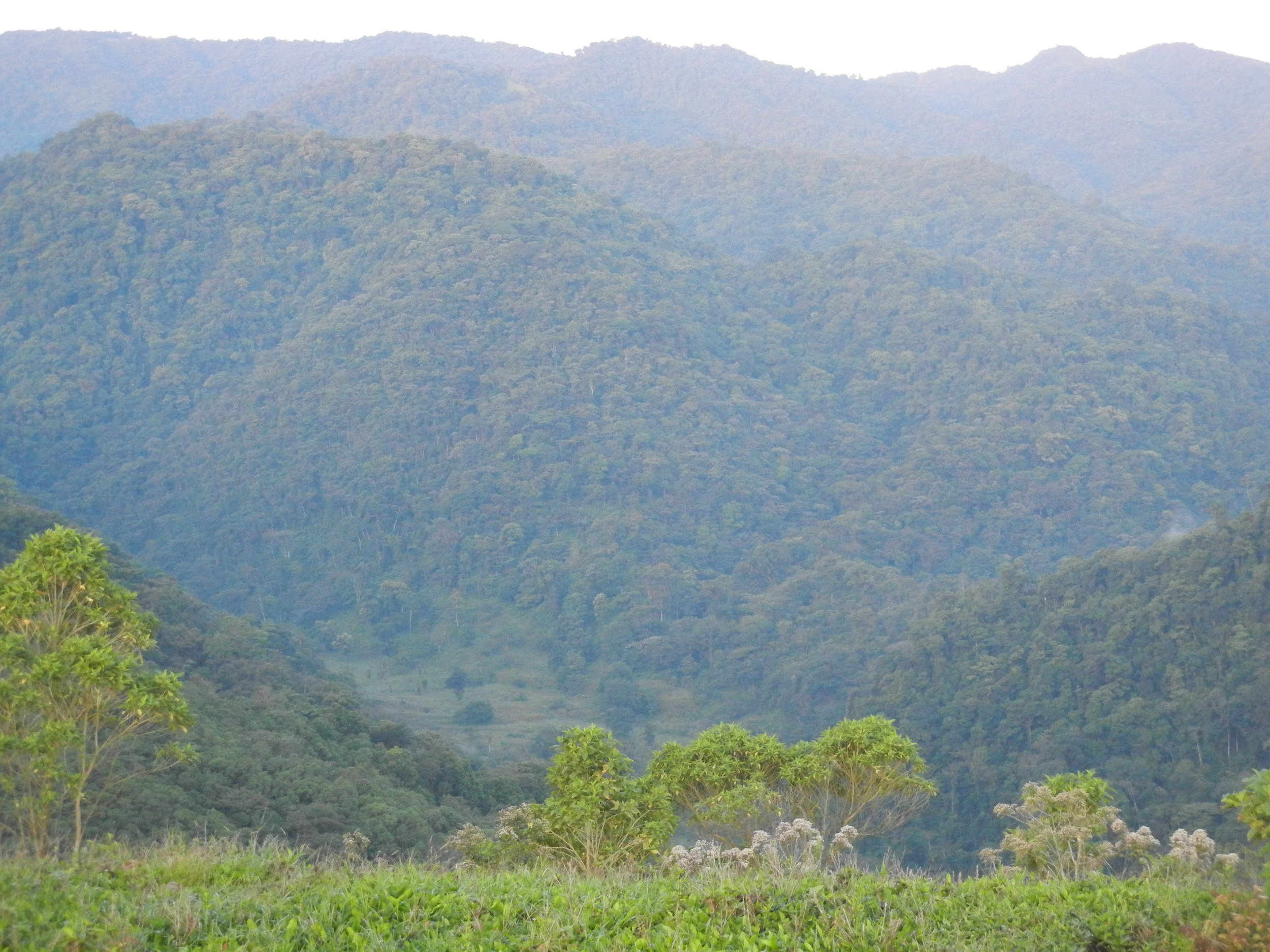 costa rica rainforest lauren bringle this world exists thisworldexists