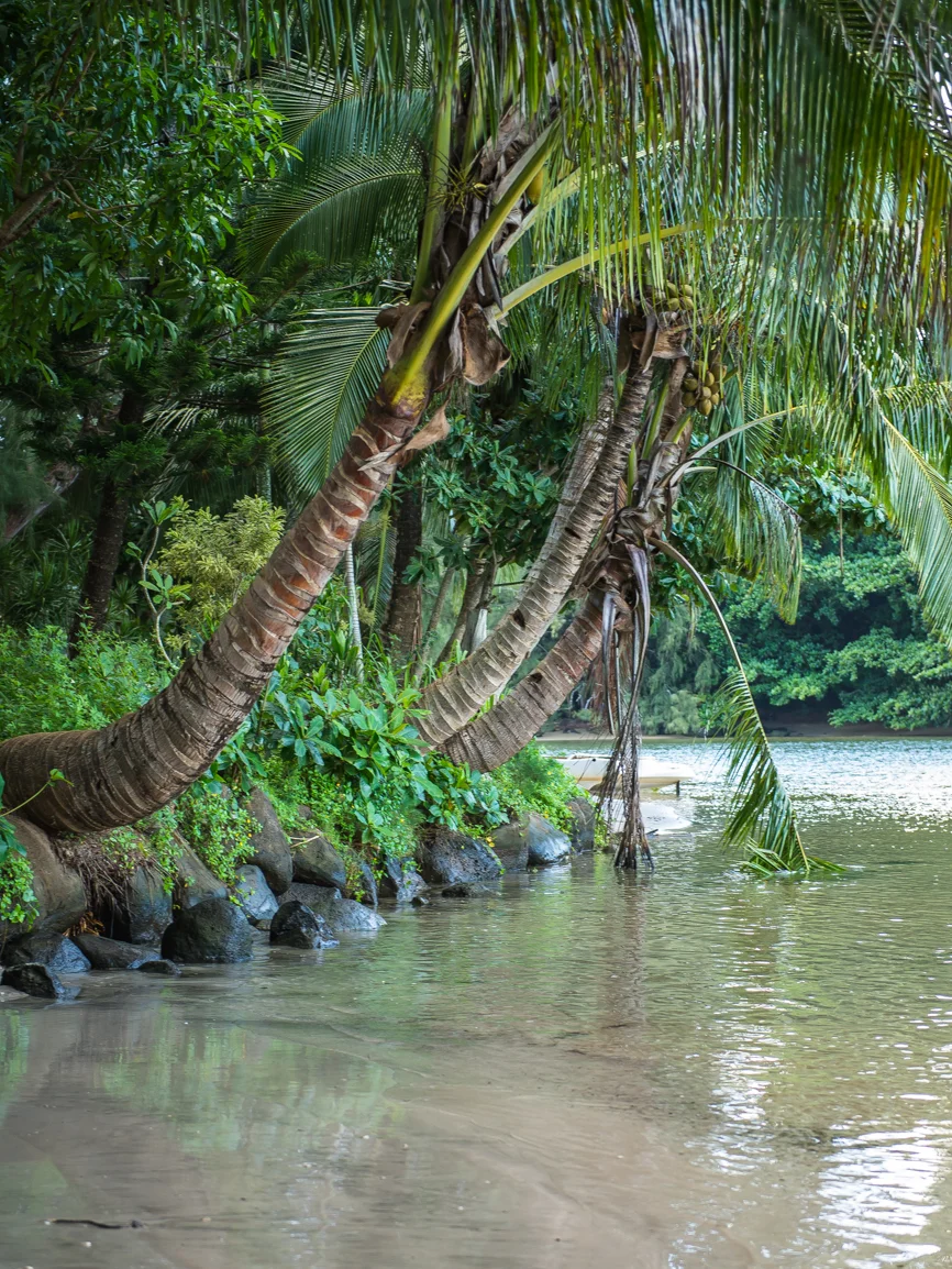 kasey crook thisworldexists this world exists kauai