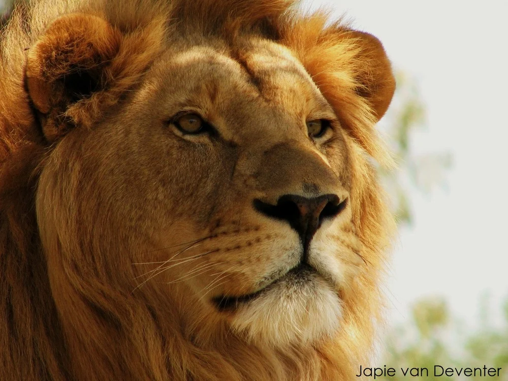 Lion. Photo by @jaapdozer