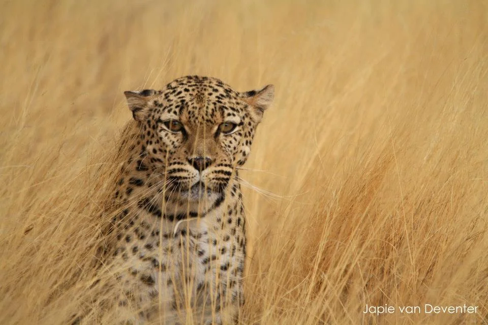 Leopard. Photo by @jaapdozer
