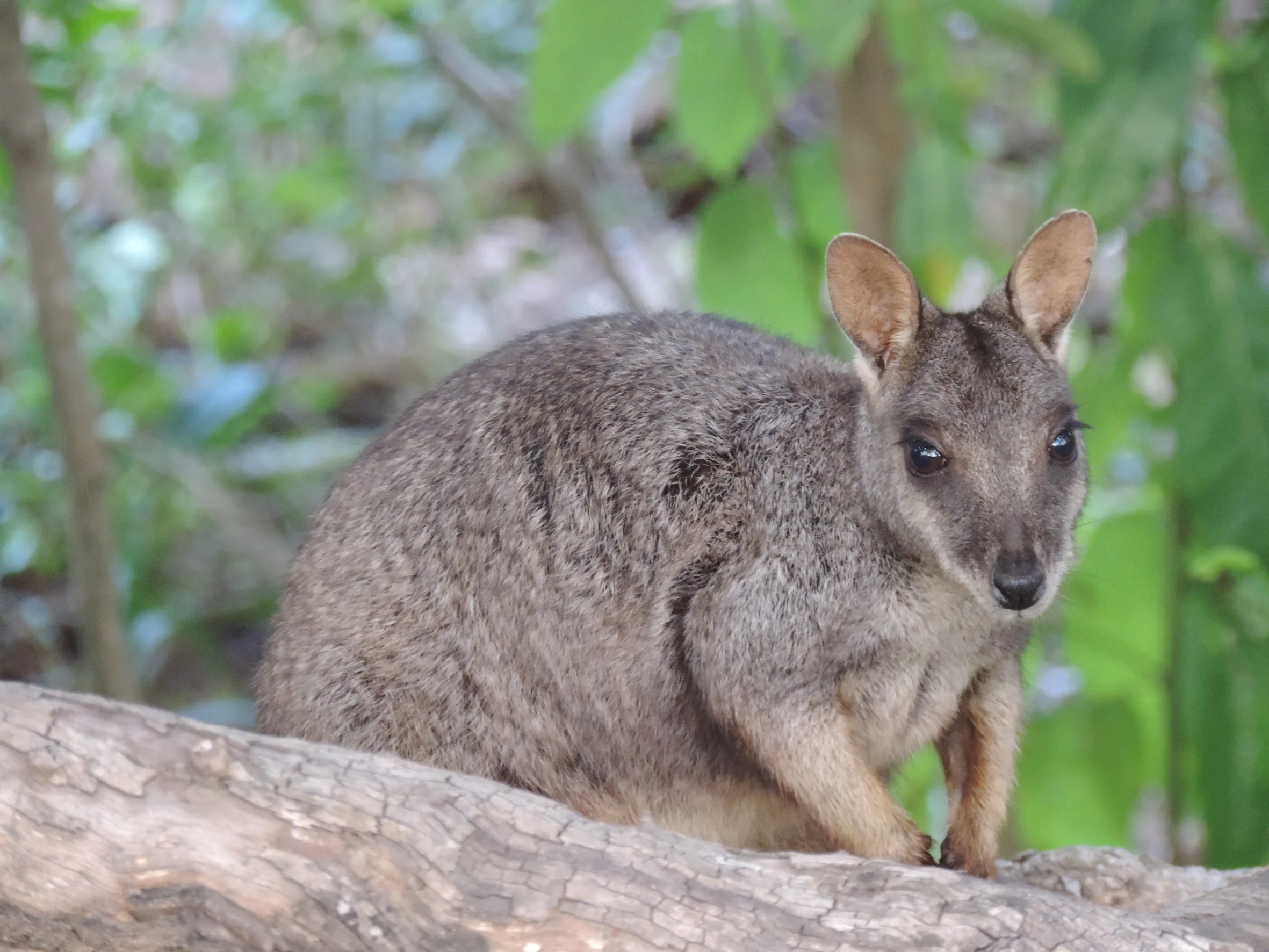 Alligator Creek - Northern Queensland's Hidden Gem