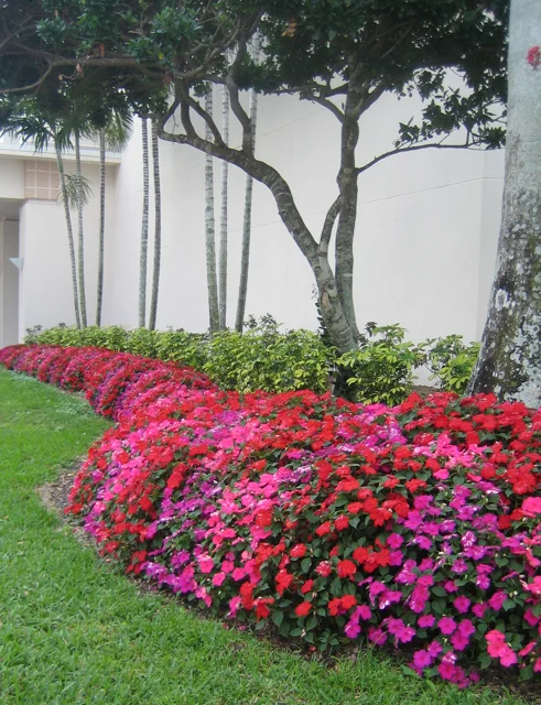 The Impatiens Principle