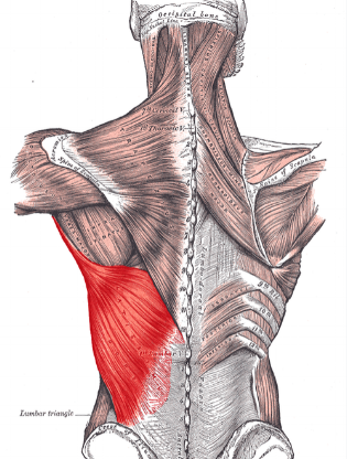 The Lats and upper back muscles