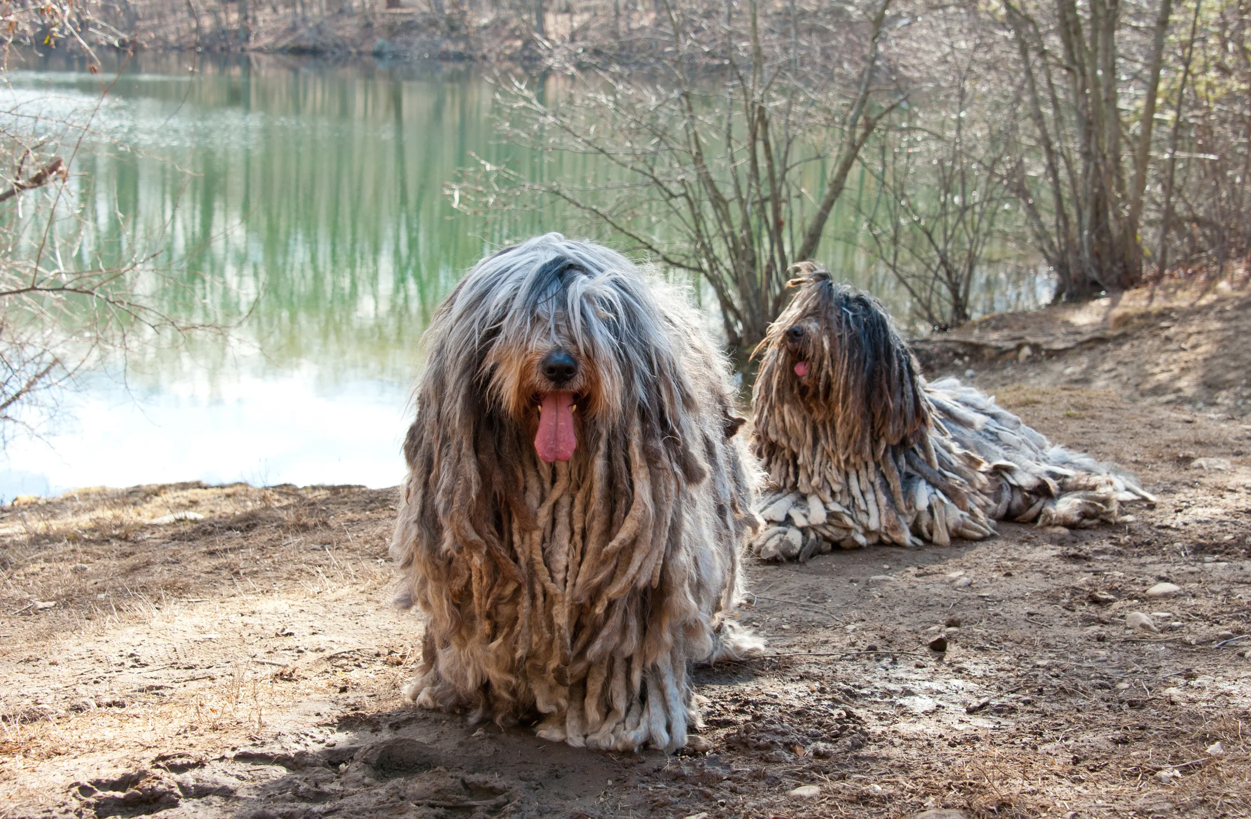 bergamasco dog