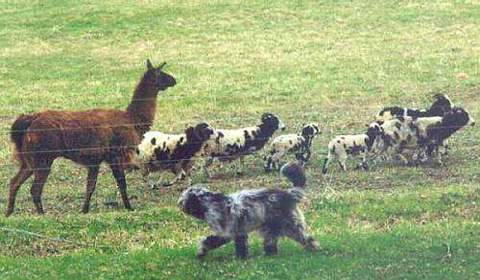 livestock.jpg