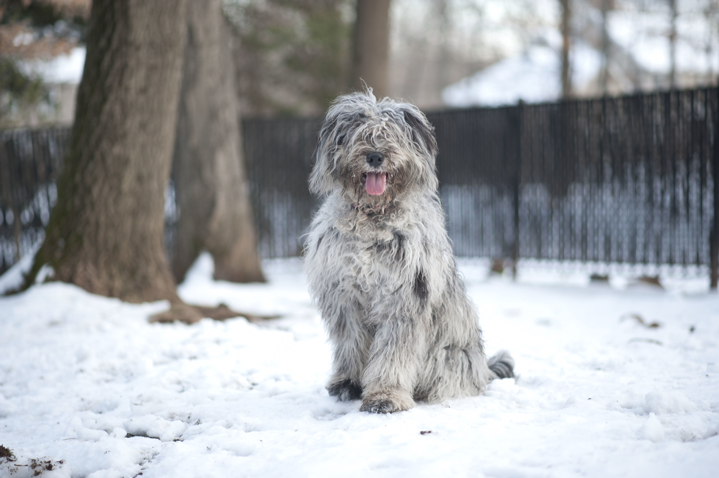 A one year old female in a transitional coat. The outside looks fairy smooth but is clumpy and matted to the touch.