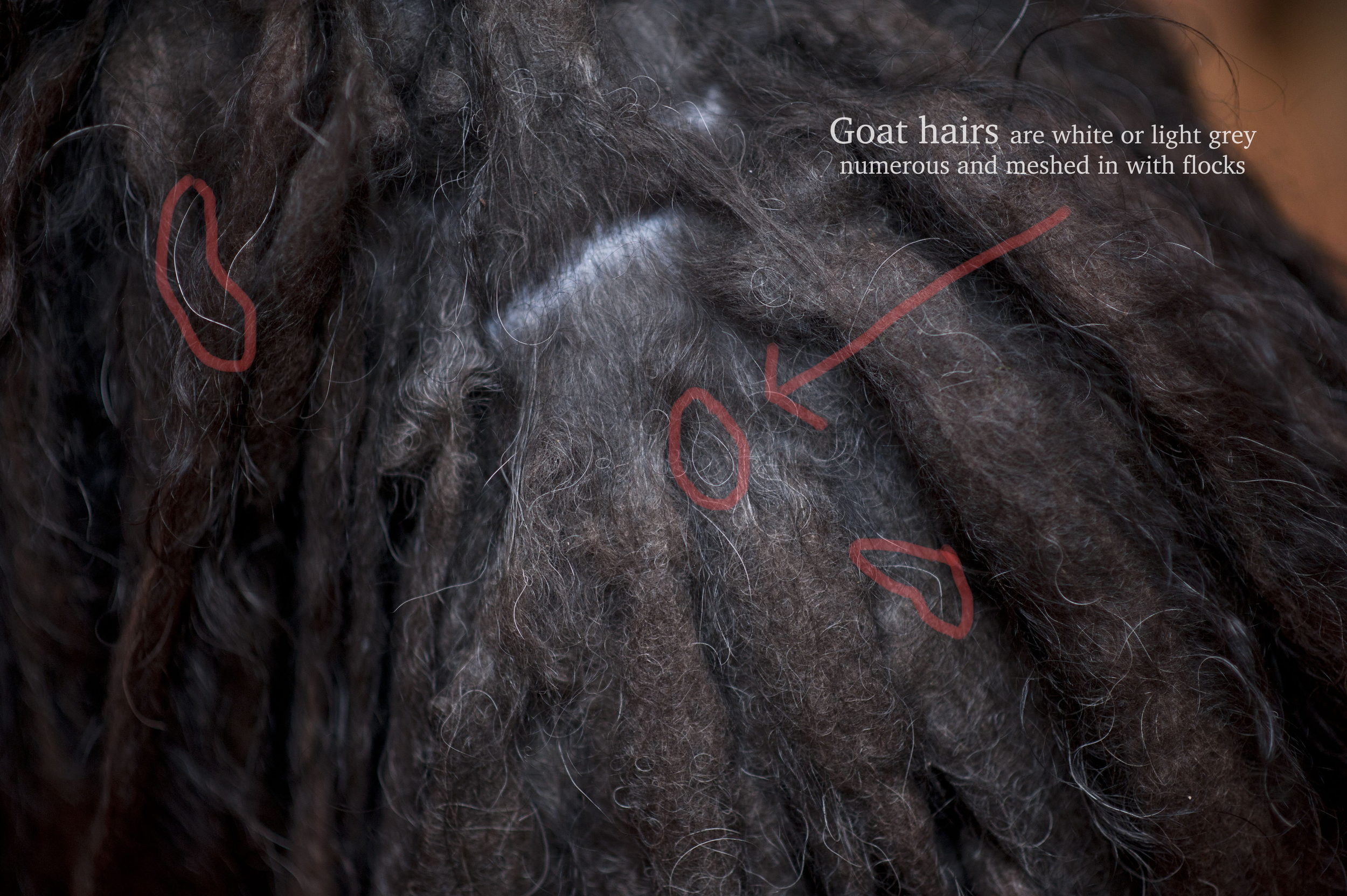 Goat hairs in the black coat.