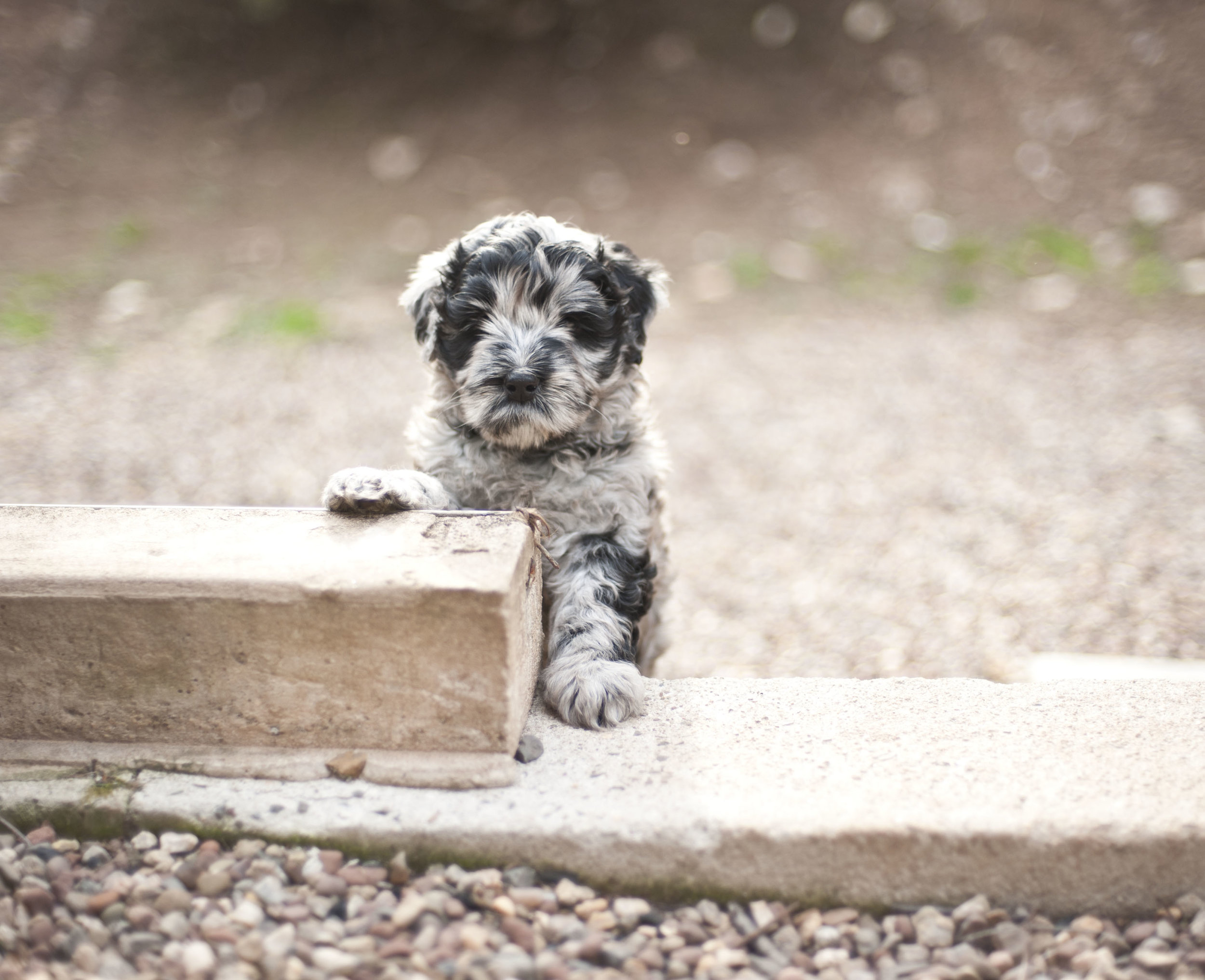 bergamasco sheepdog puppies