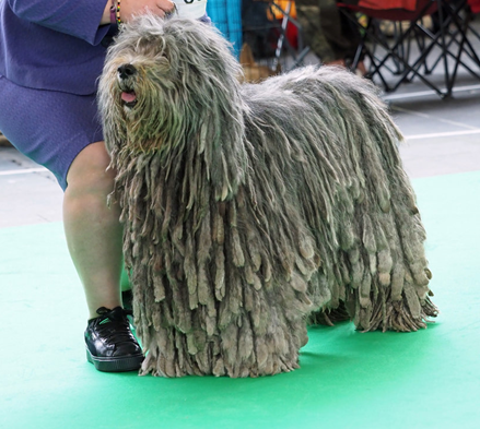 Benelux Winner, World Dog Show Amsterdam under French Judge Dupas Jean-Jaques