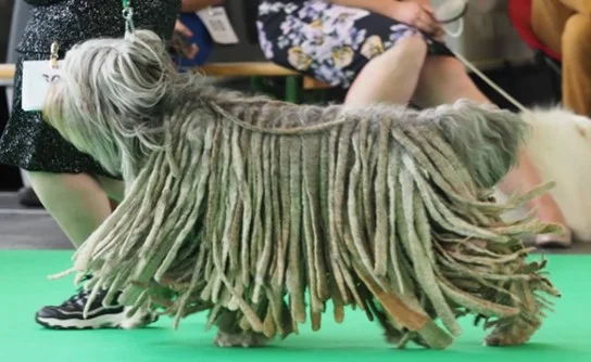European Dog Show Brussels (Belgium) under Judge Christian Stefanescu