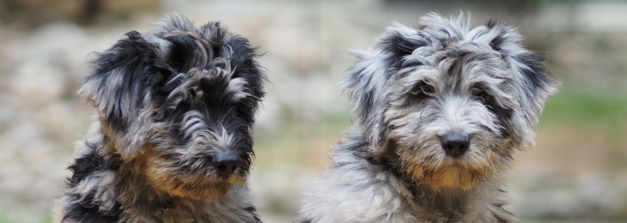 bergamasco sheepdog puppies