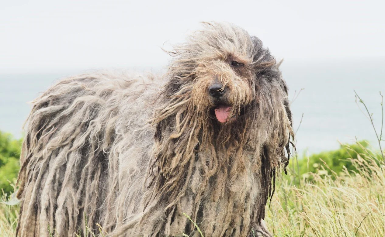 bergamasco dog
