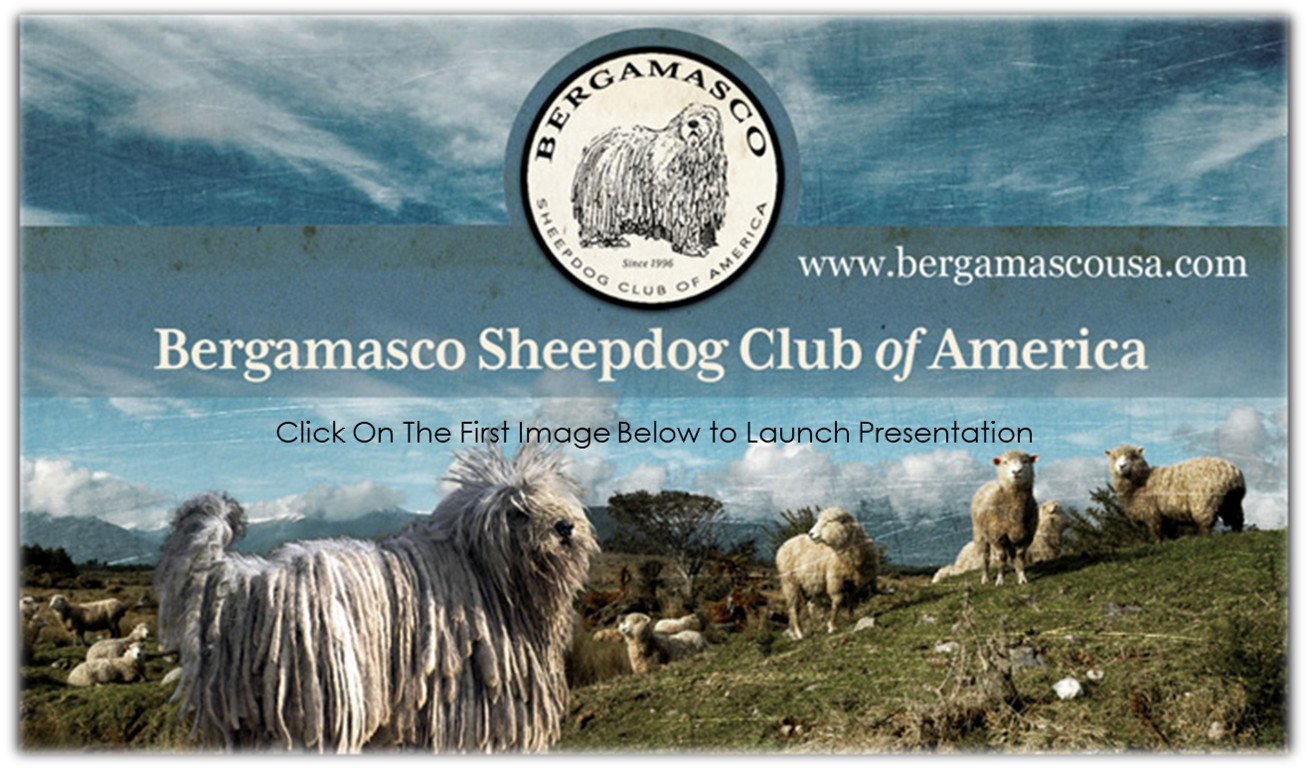 BSCA - Website Judges Education cover photo.png