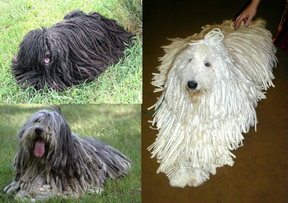 Judge s Education Bergamasco Sheepdog Club Of America